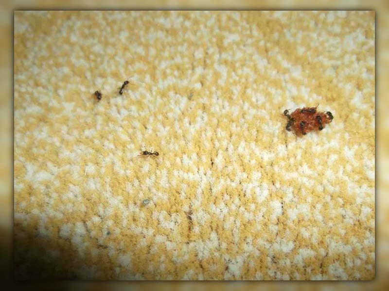 Ants in Carpet