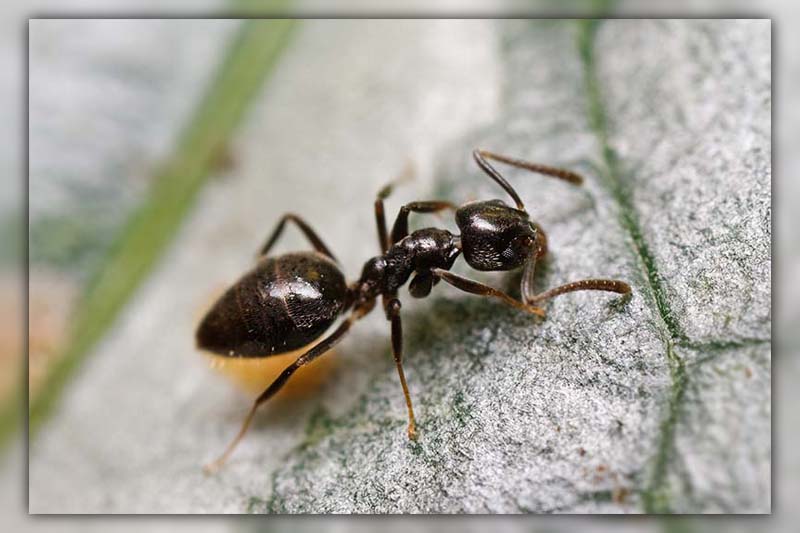 ants in apartment