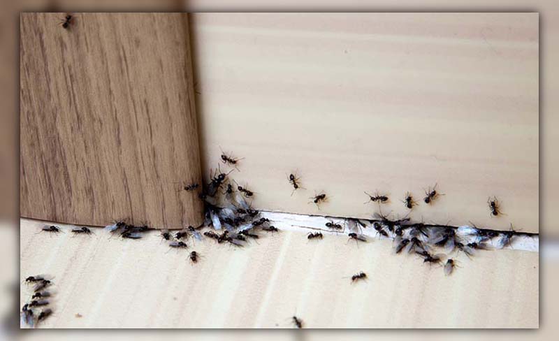 ants in apartment