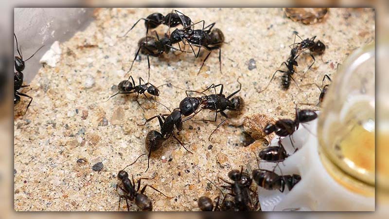 ants in bathroom