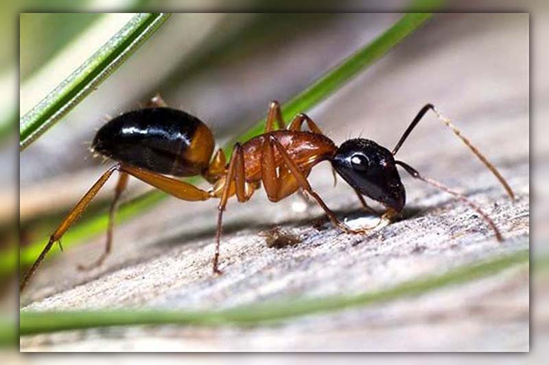 ants in car 