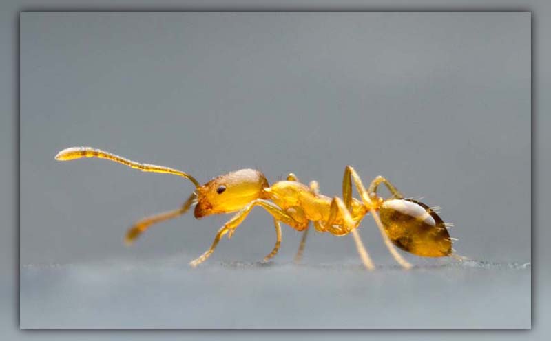 ants in dishwasher