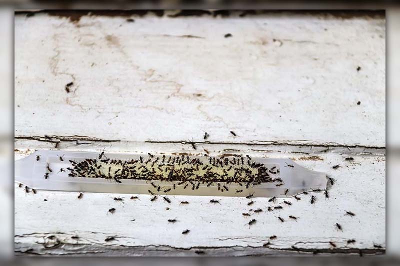 ants in dishwasher