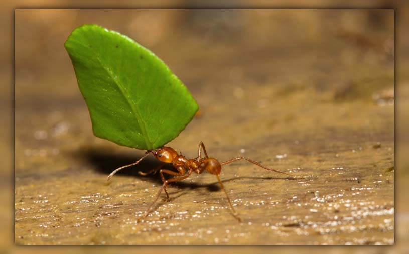 ants in garden