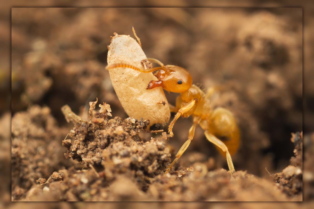 ants in garden