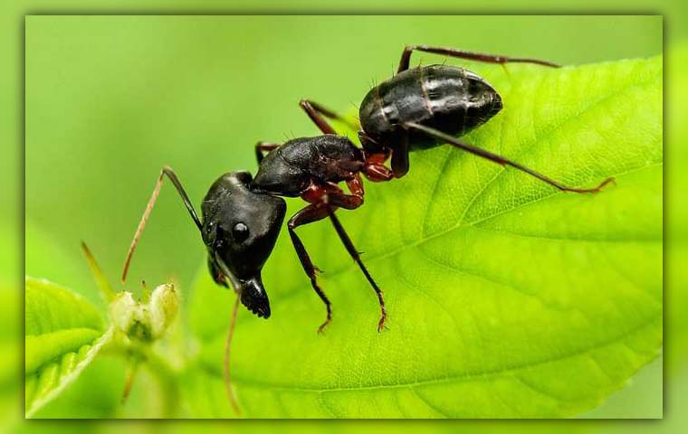 ants in garden