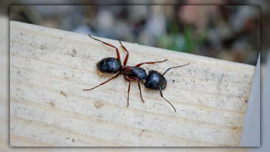 ants in garden