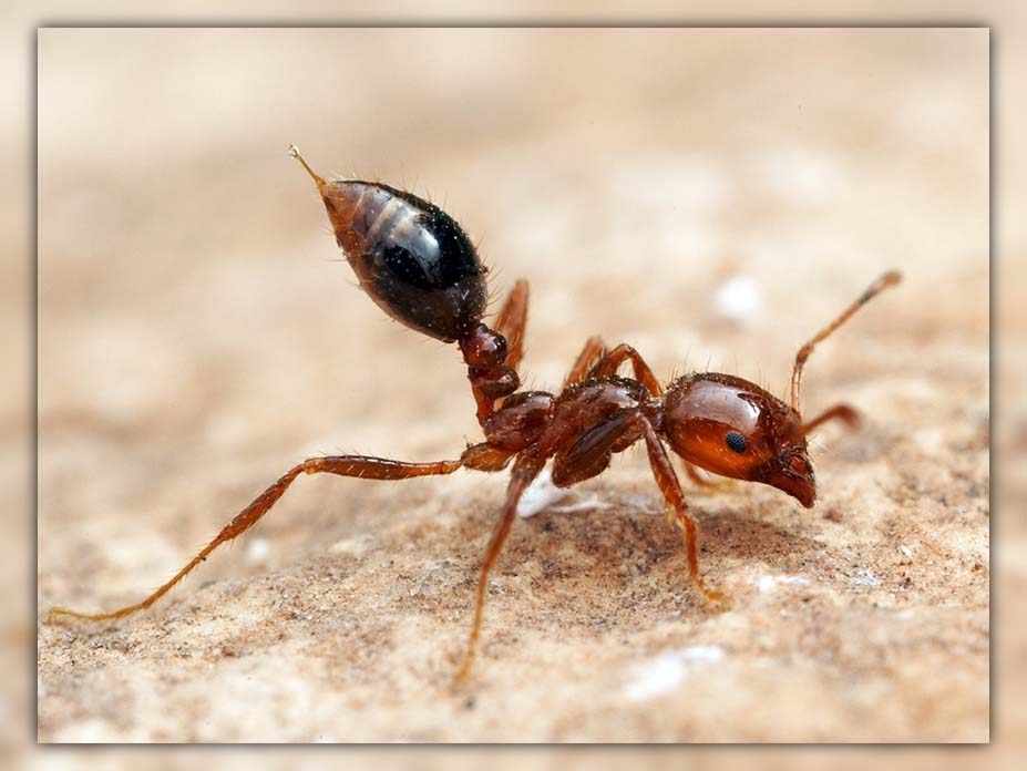 ants in garden 