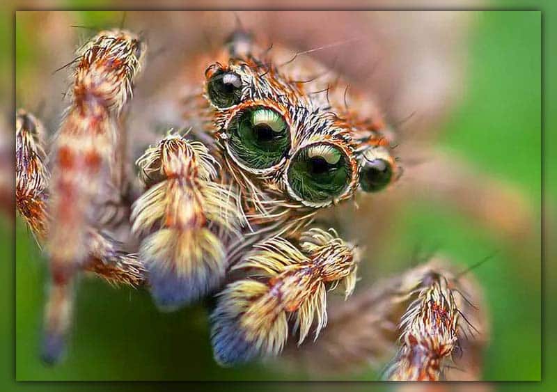 jumping spiders being cute
