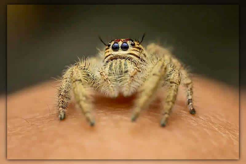 Top 9 Cutest Jumping Spiders In The World (AMAZING)