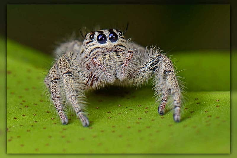 cutest jumping spiders