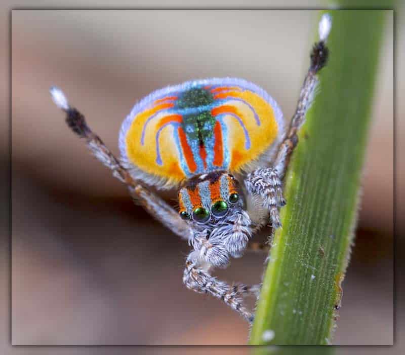 Peacock Spider - Maratus volans