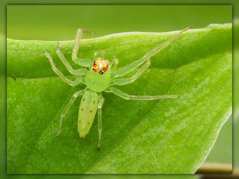 cute little jumping spiders