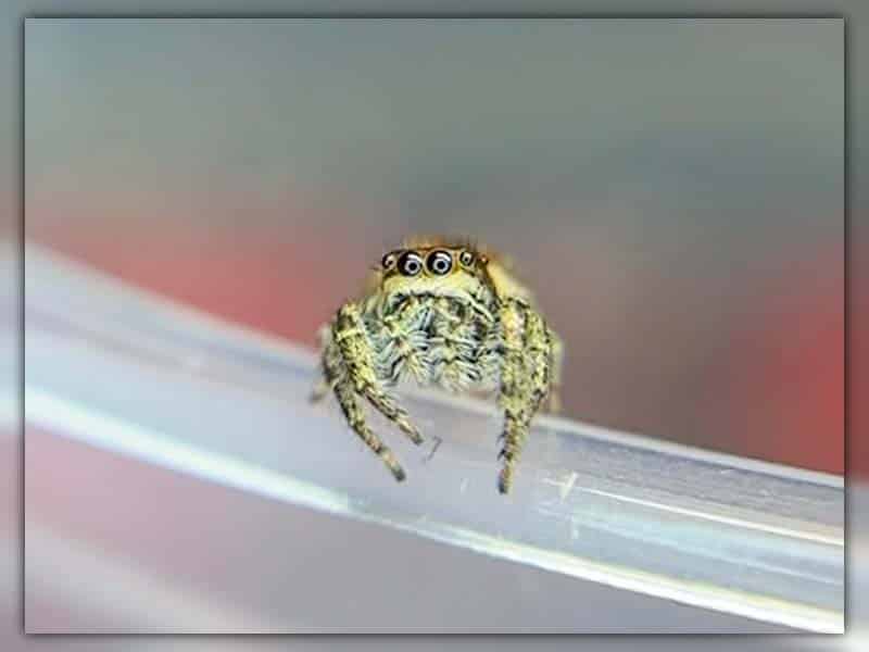 jumping spider cute face