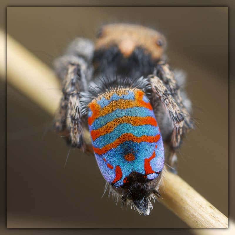 cutest spider species