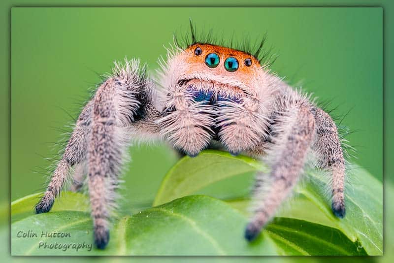 jumping spiders are cute
