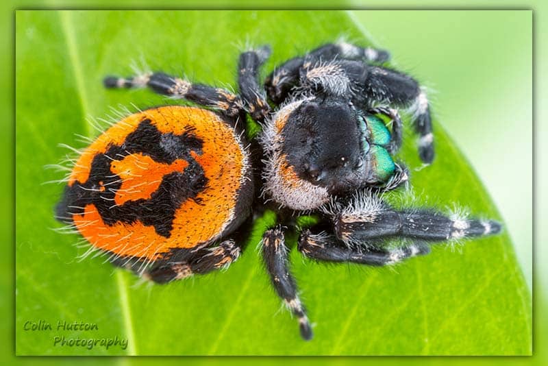 Top 9 Cutest Jumping Spiders In The World (AMAZING)