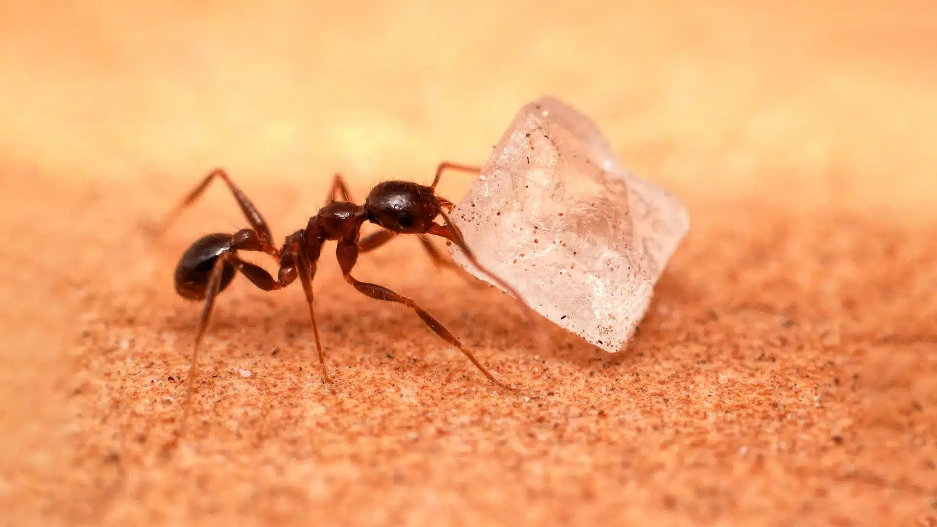 how to get rid of ants in kitchen