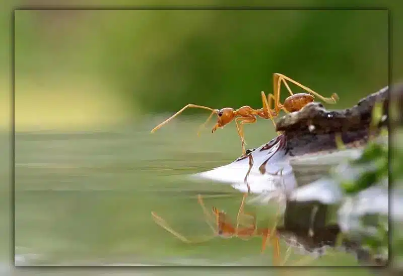 kill ants in yard