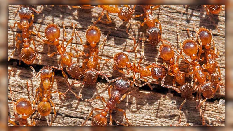 22 ants facts