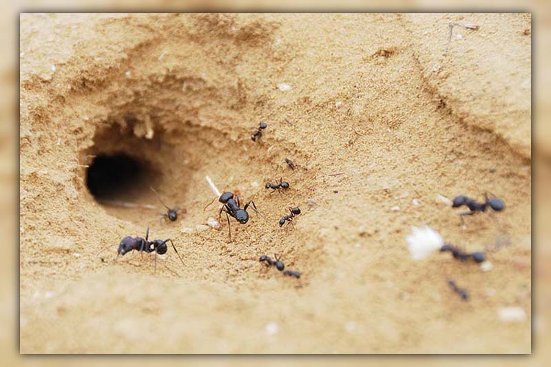 22 ants facts
