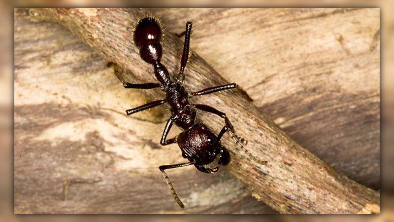 22 ants facts