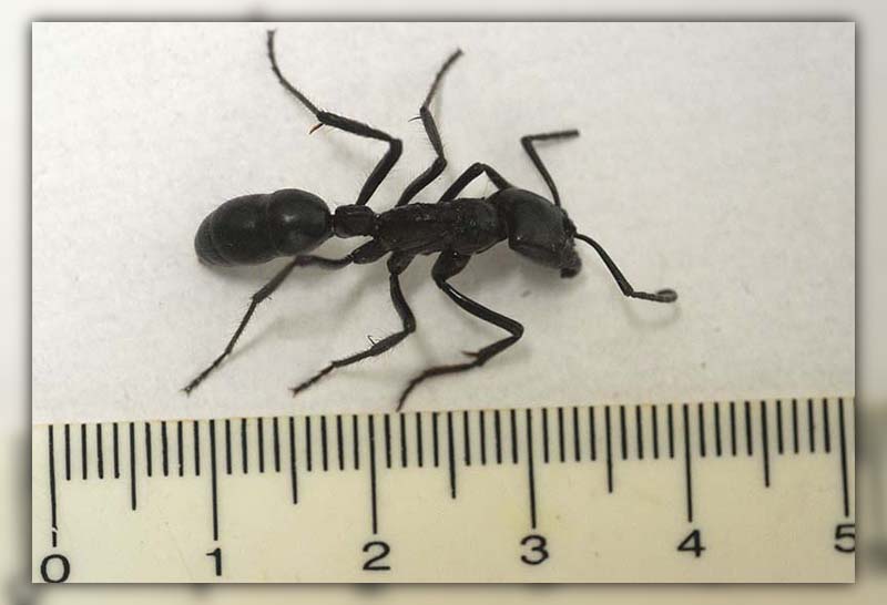 22 ants facts