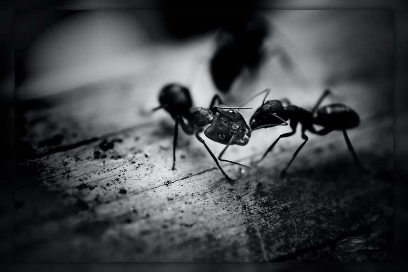 Do ants feel pain