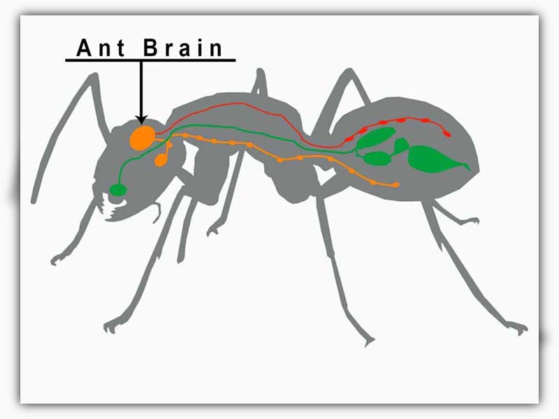 Do ants have Brain