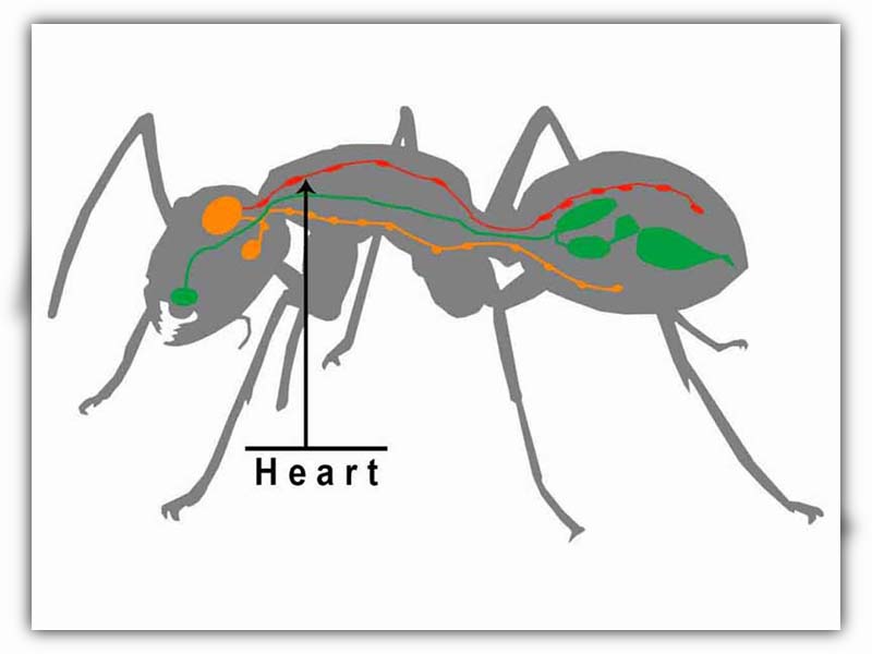 Do ants have hearts