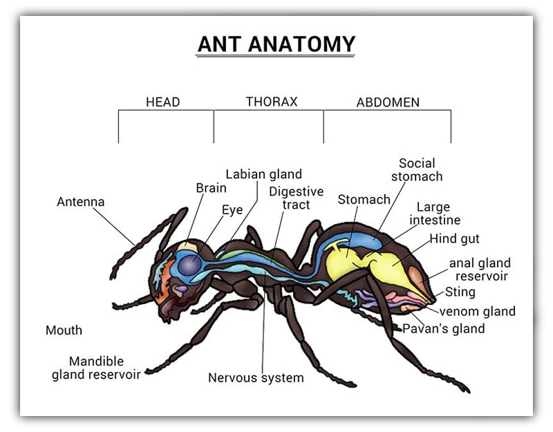 Do ants have hearts