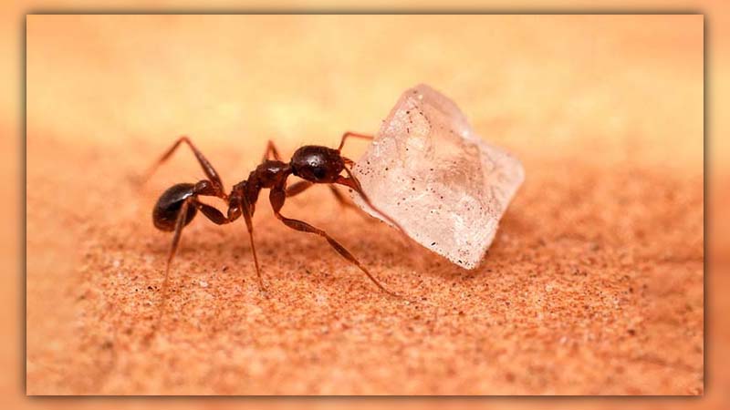 what do ants eat