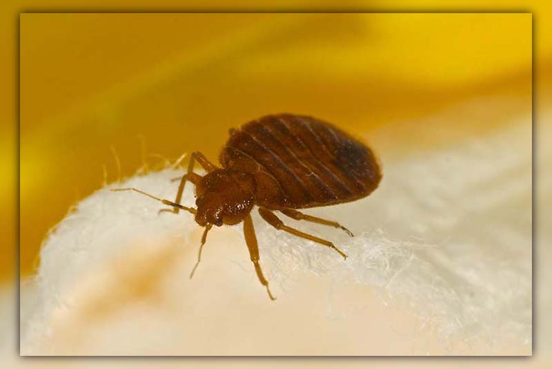 What do bed bugs eat