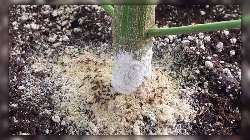 ants diatomaceous earth