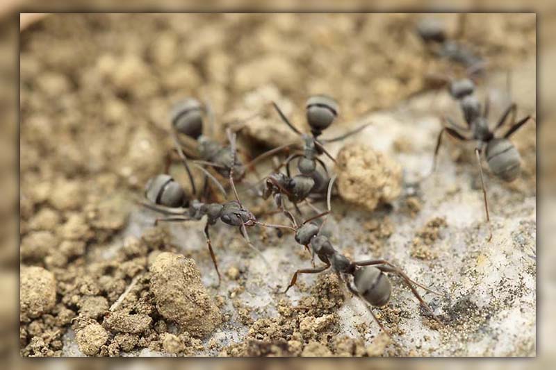 ants diatomaceous earth