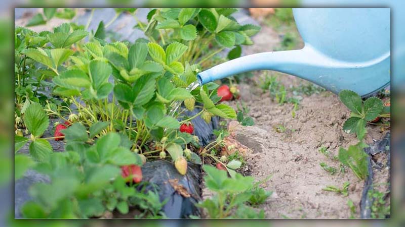 ants eating strawberries