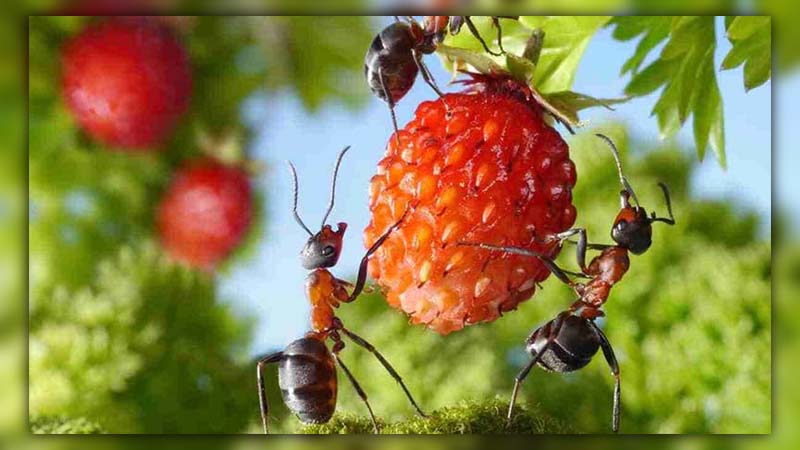 ants eating strawberries