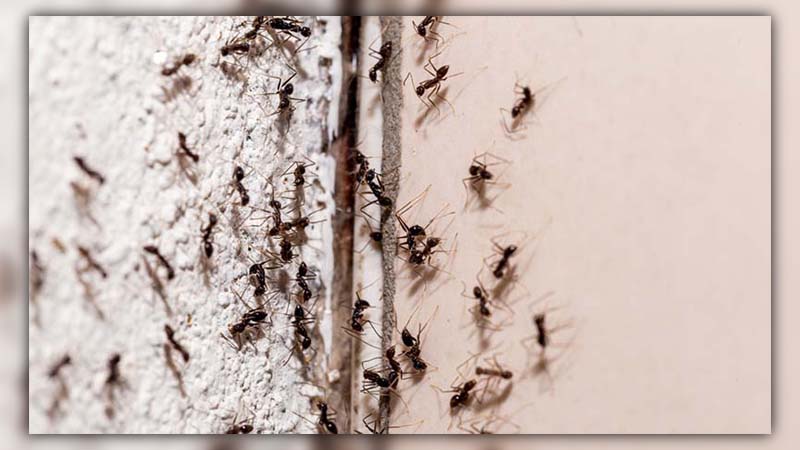 ants in mailbox