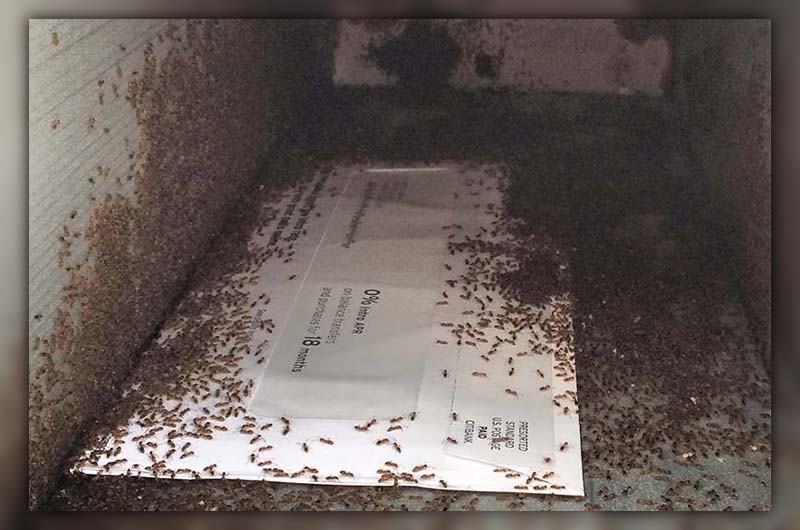 ants in mailbox