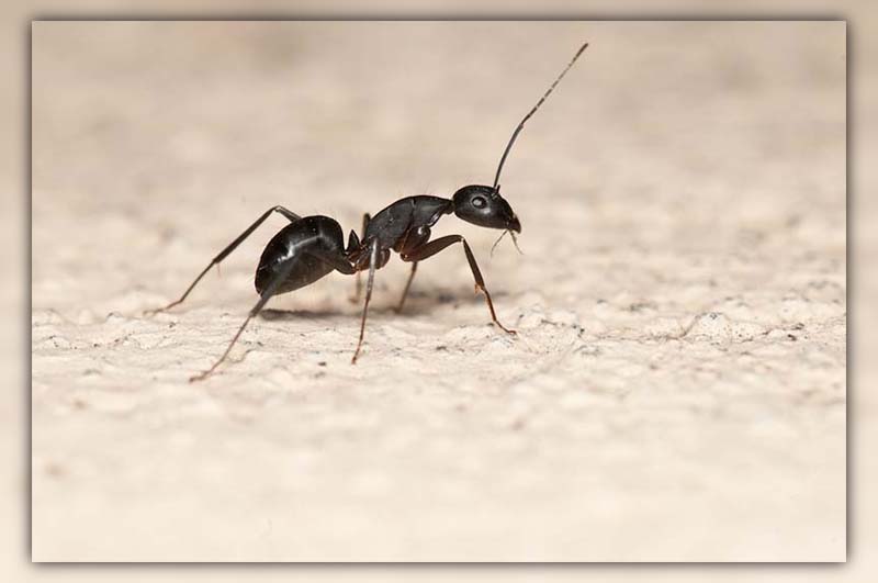 ants in walls
