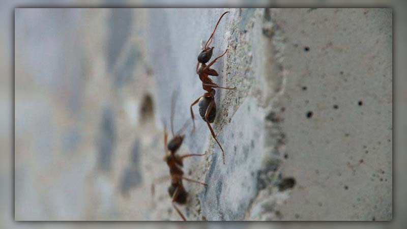 ants in walls