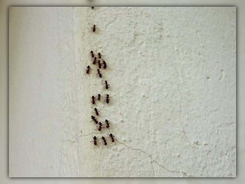 ants legs