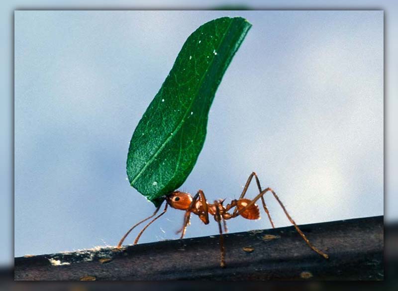 ants lifespan