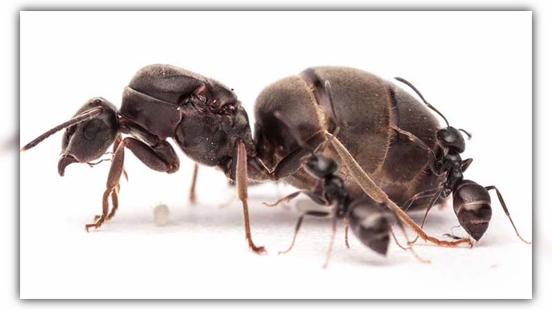 ants lifespan