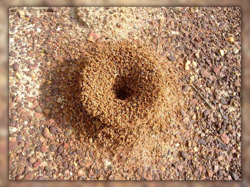 ants nest