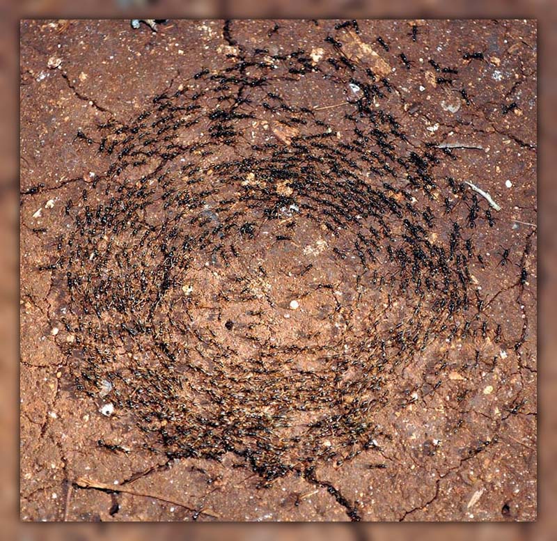 ants running in circles