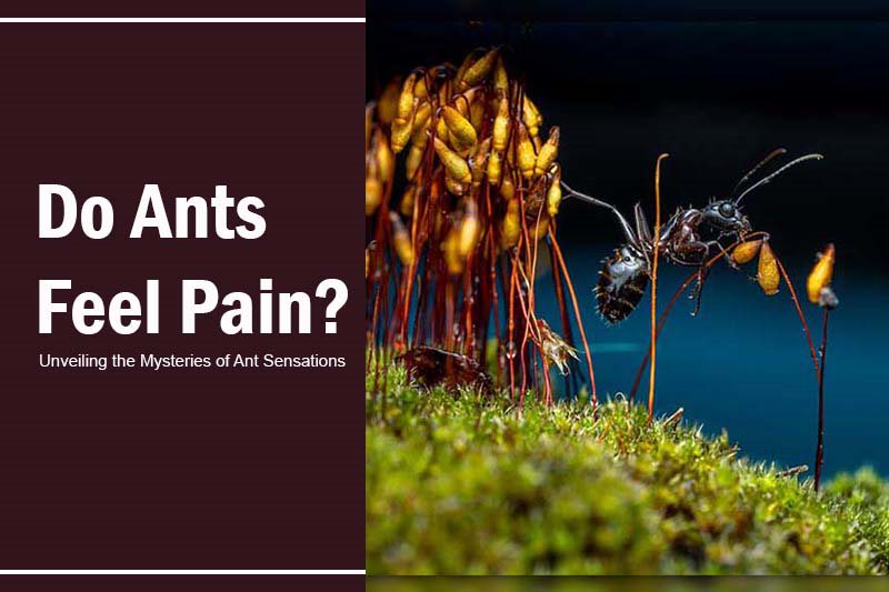 do ants feel pain