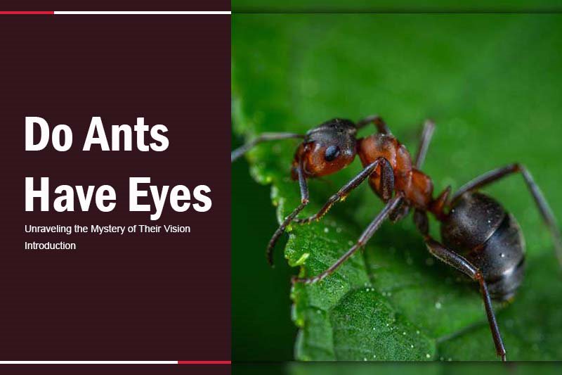 do ants have eyes