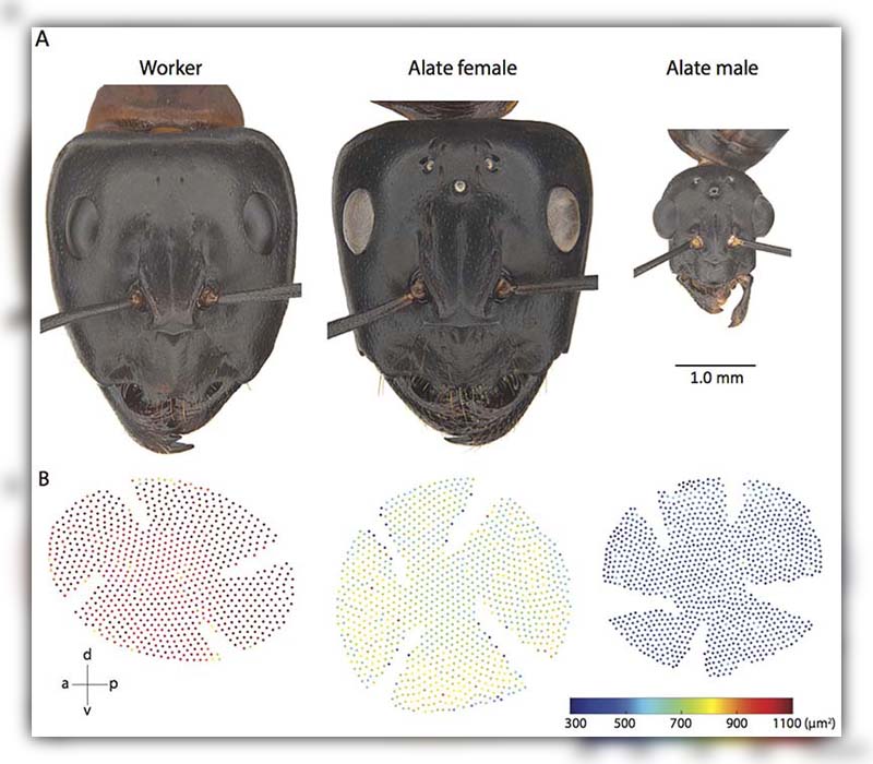 do ants have eyes