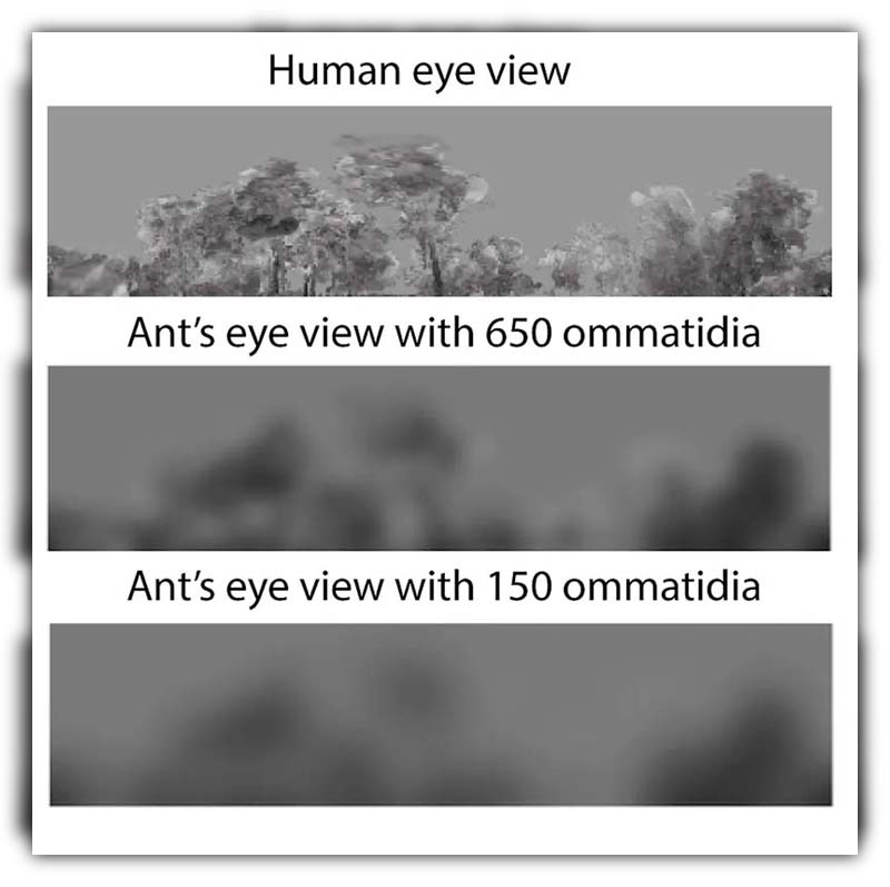 do ants have eyes